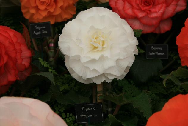 B. ‘Avalanche’